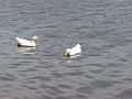 White ducks